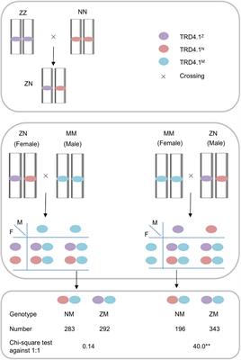 Fine Mapping of Two Interacting Loci for Transmission Ratio Distortion in Rice (Oryza sativa L.)